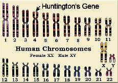 huntington-chromos